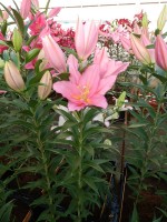 [5256 Vendome No02.JPG]